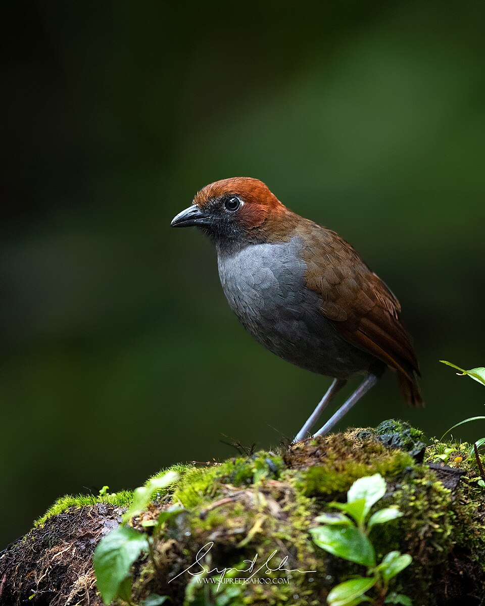 Chestnut-naped Antpitta