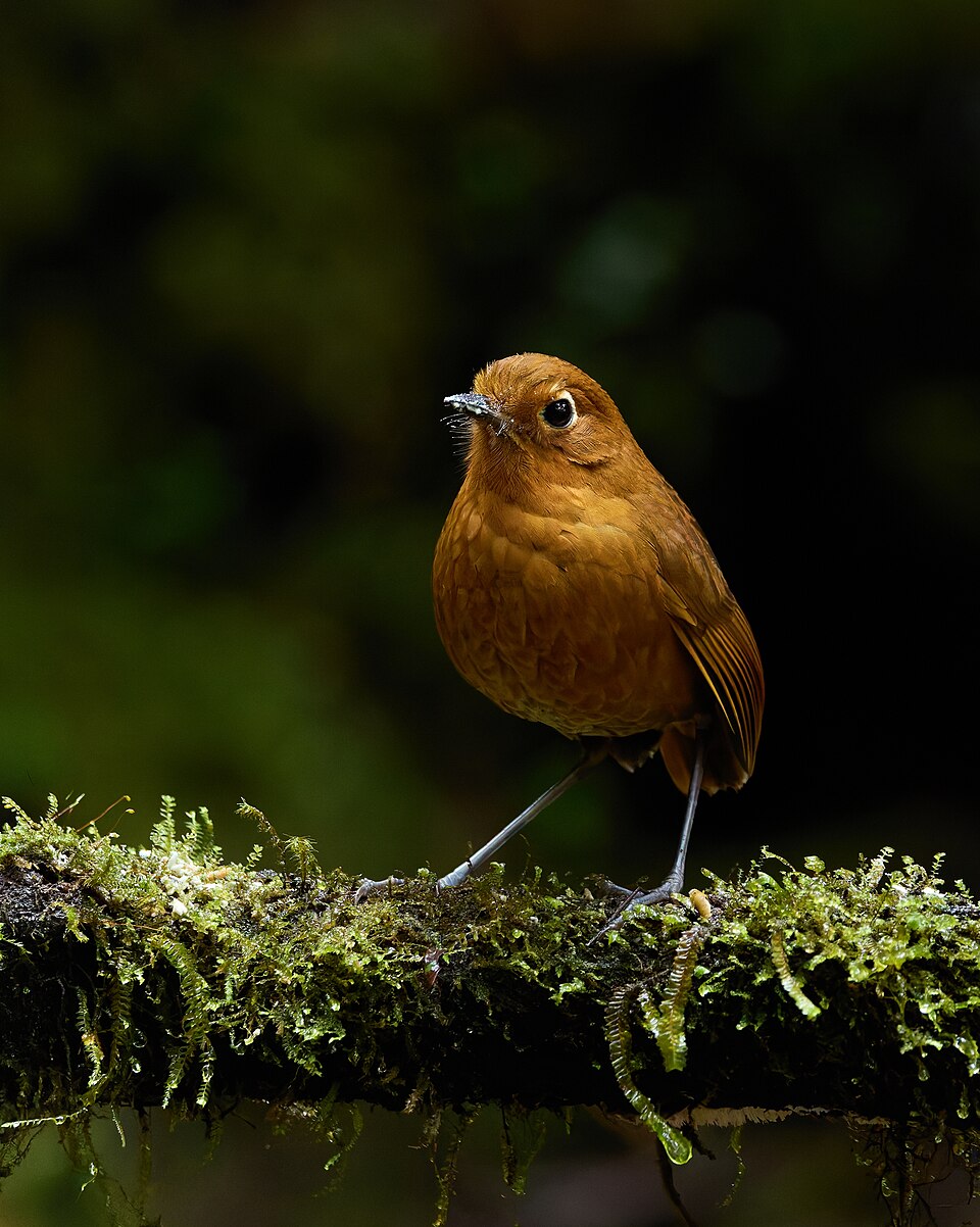 Urubamba Antpitta