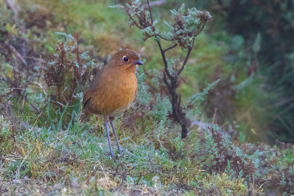 Panao Antpitta