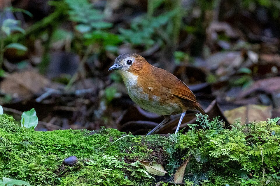 Rusty-tinged Antpitta