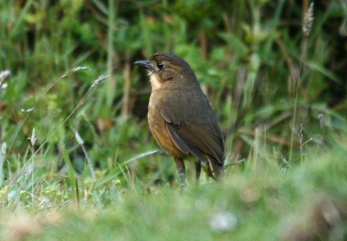 Tawny Antpitta