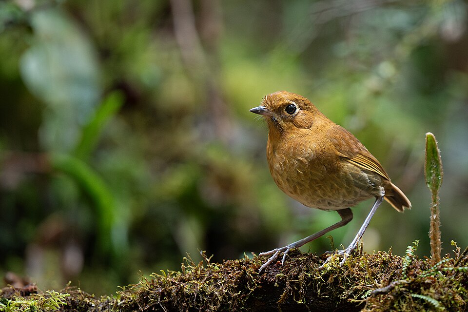 Muisca Antpitta