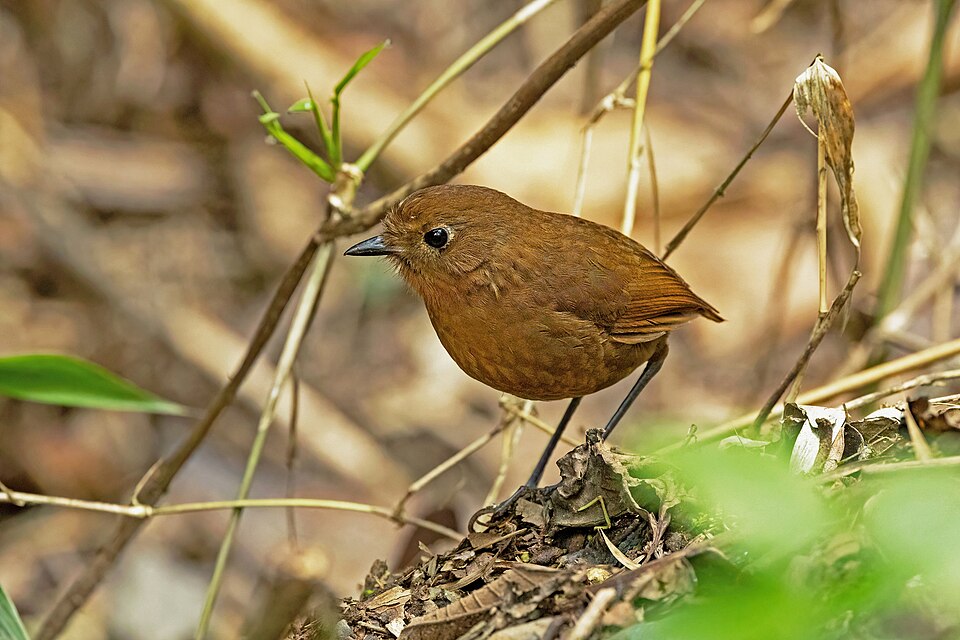 Puno Antpitta