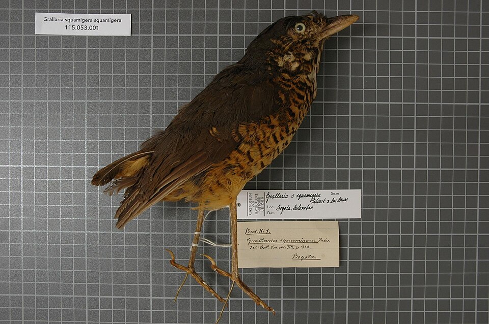 Undulated Antpitta
