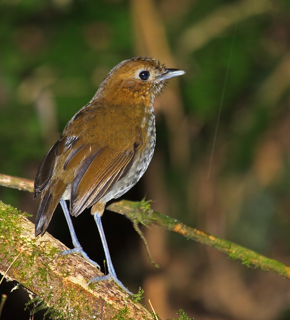 Urrao Antpitta