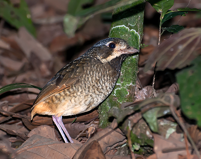 Variegated Antpitta