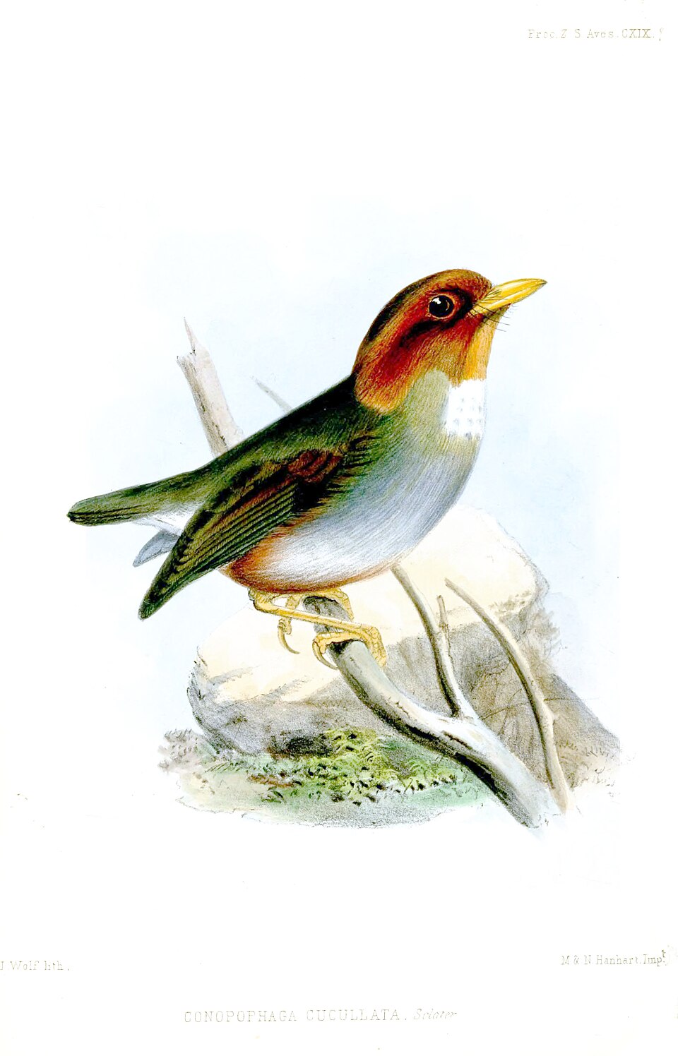 Hooded Antpitta