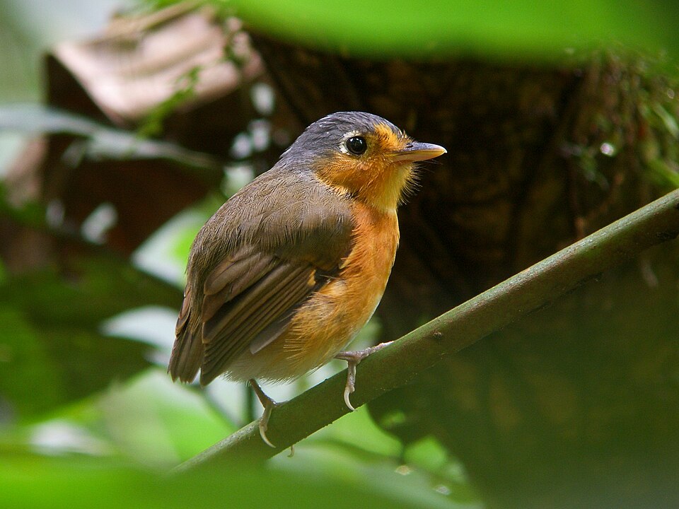 Sucre Antpitta