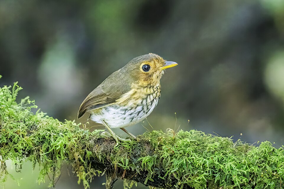 Ochre-breasted Antpitta