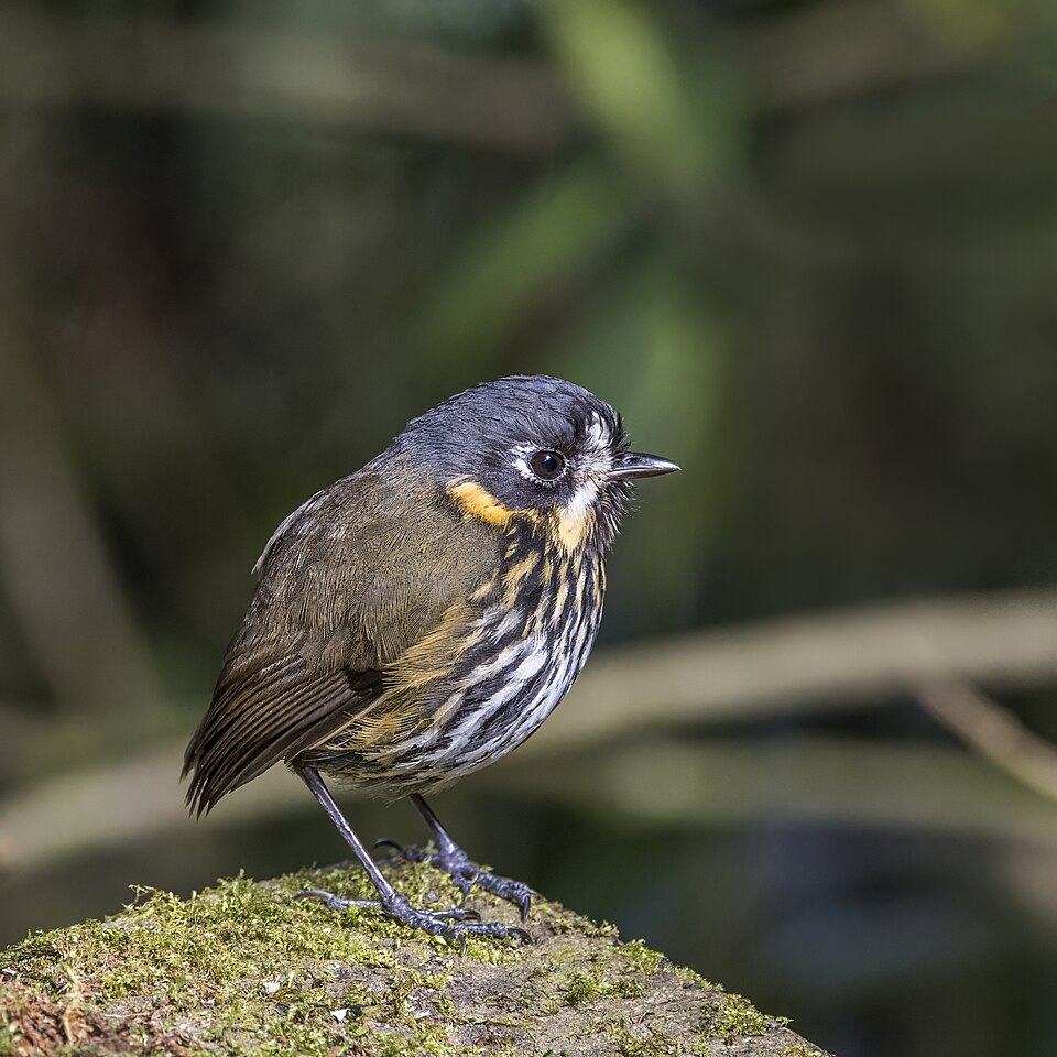 Crescent-faced Antpitta