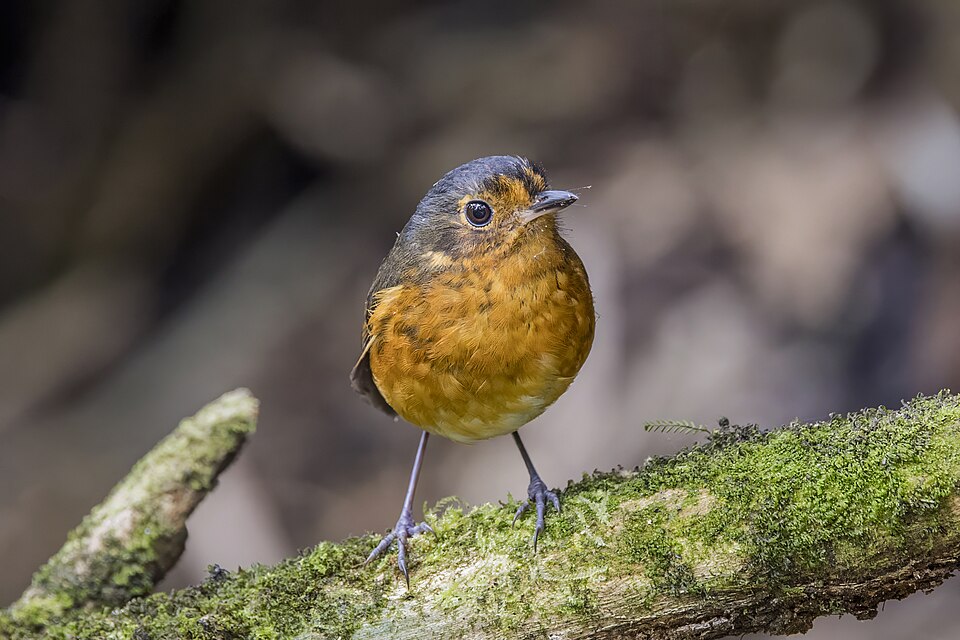 Slaty-crowned Antpitta