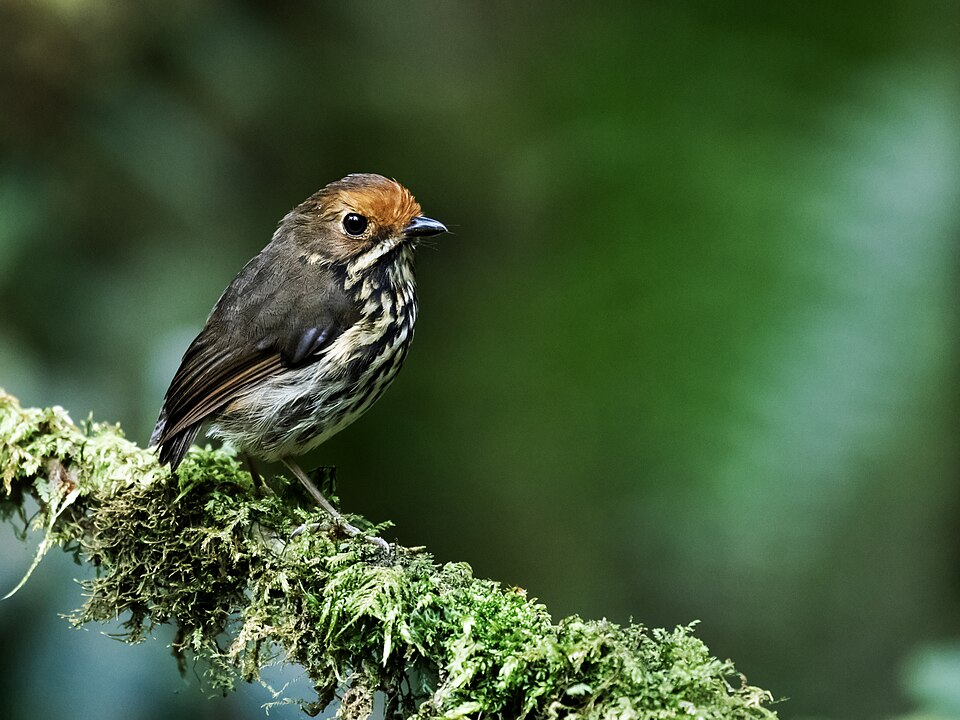 Ochre-fronted Antpitta