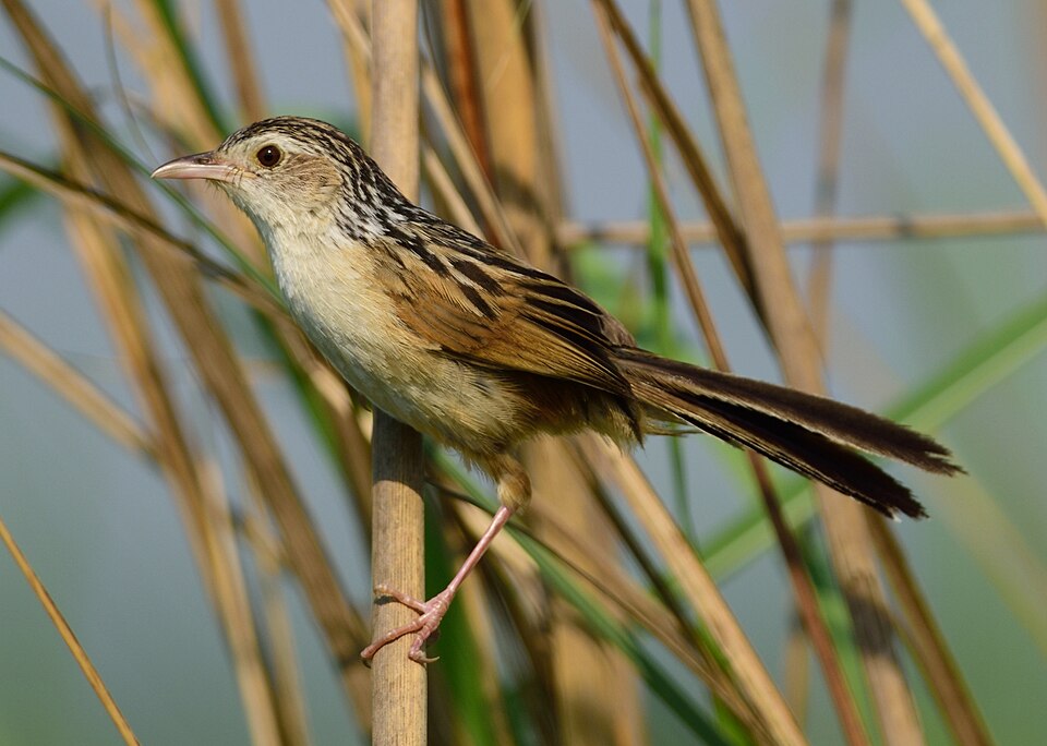 Indian Grassbird