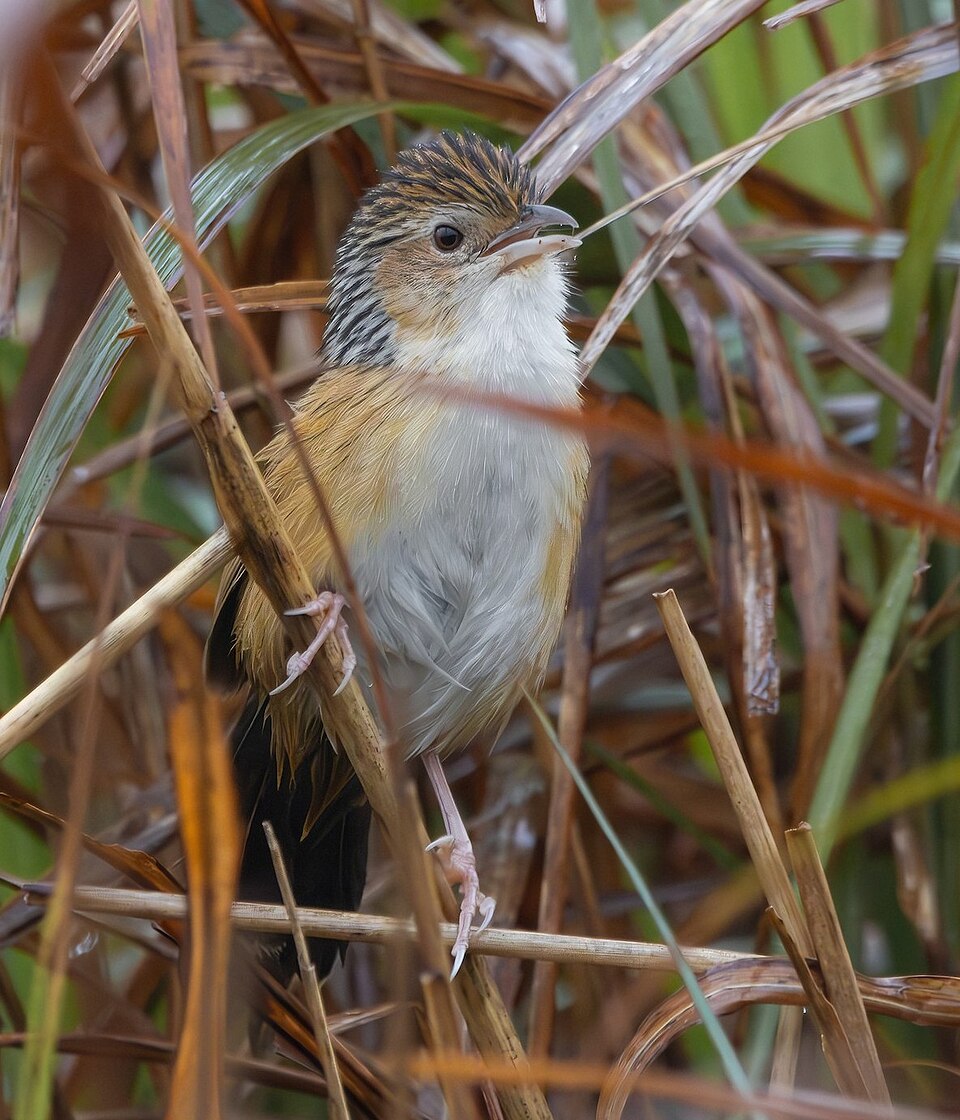 Chinese Grassbird
