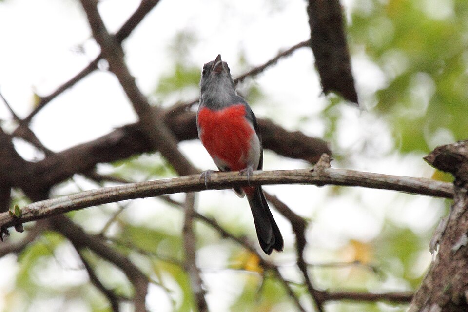 Grey-throated Chat