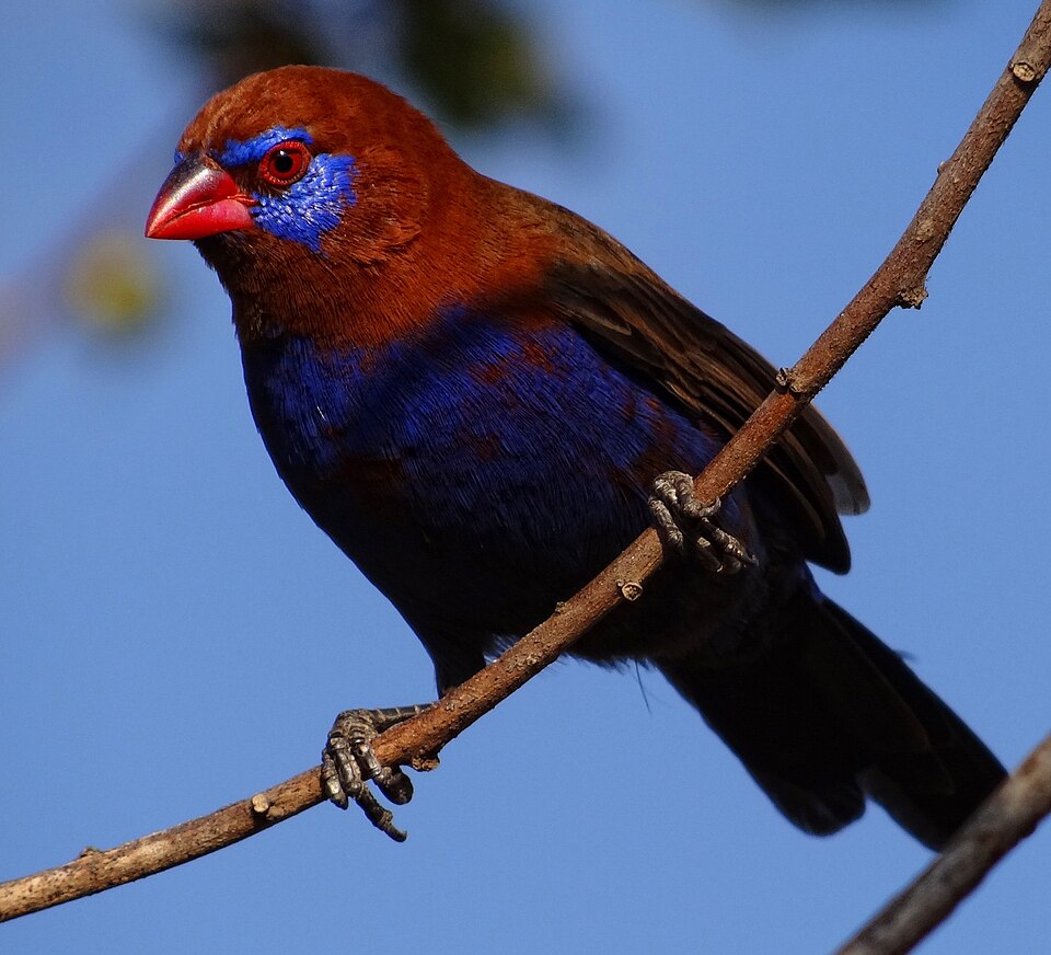 Purple Grenadier