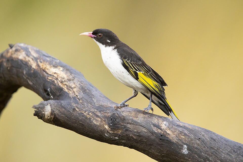 Painted Honeyeater
