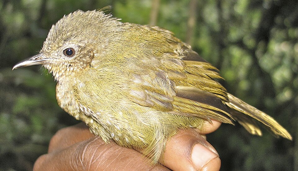 Grauer's Warbler