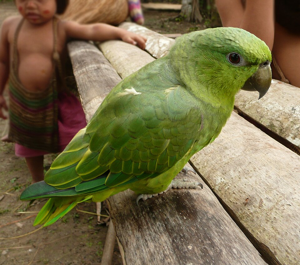 Short-tailed Parrot