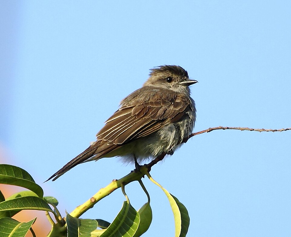 Crowned Slaty Flycatcher