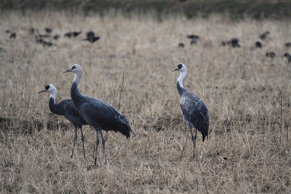 Hooded Crane