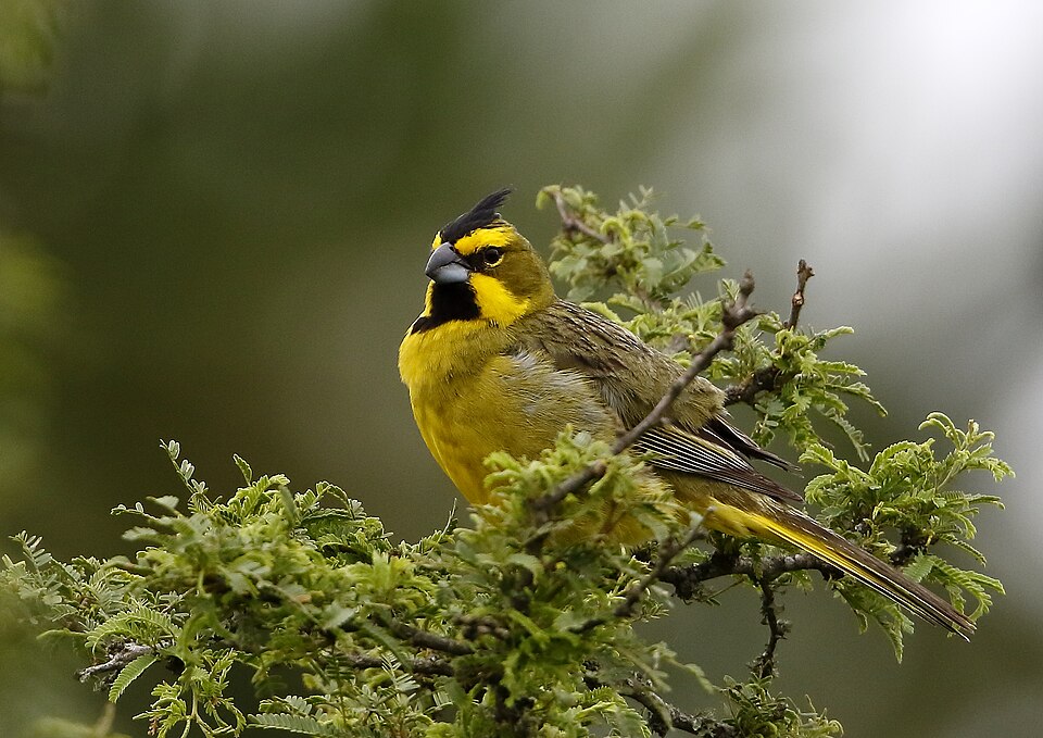 Yellow Cardinal