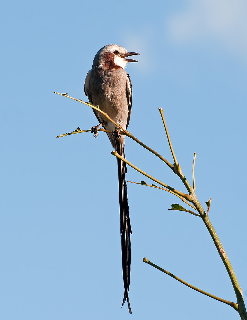 Streamer-tailed Tyrant