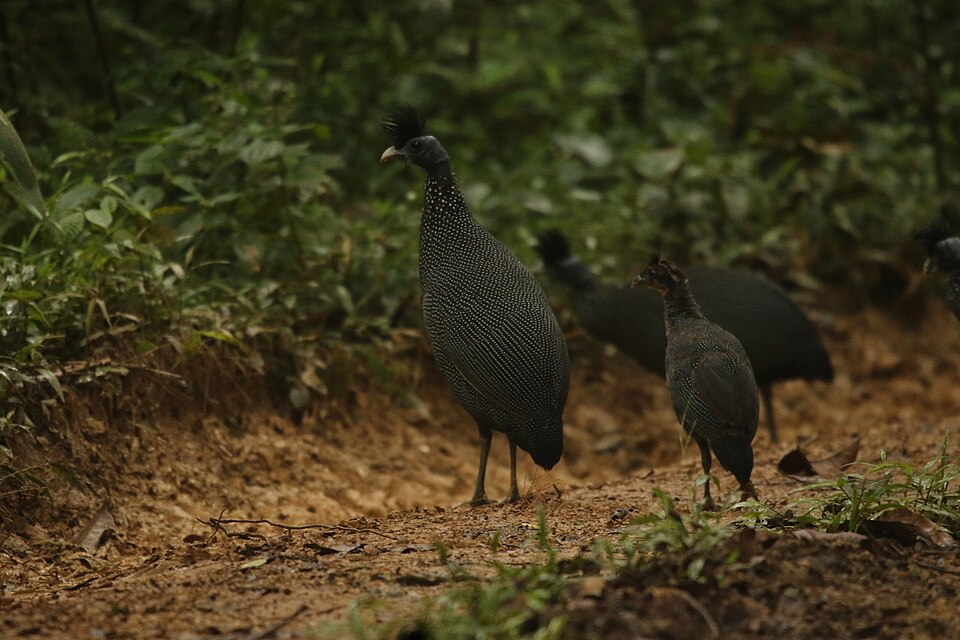 Plumed Guineafowl