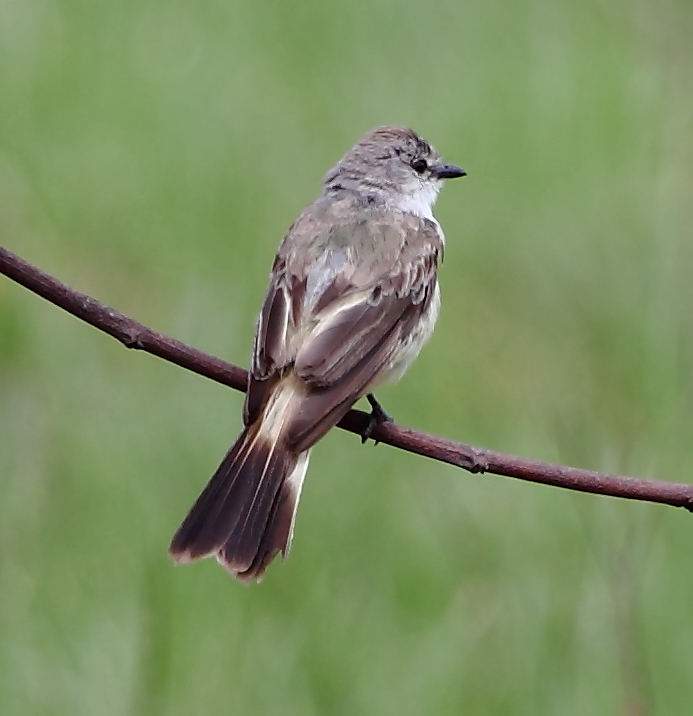 Chapada Flycatcher