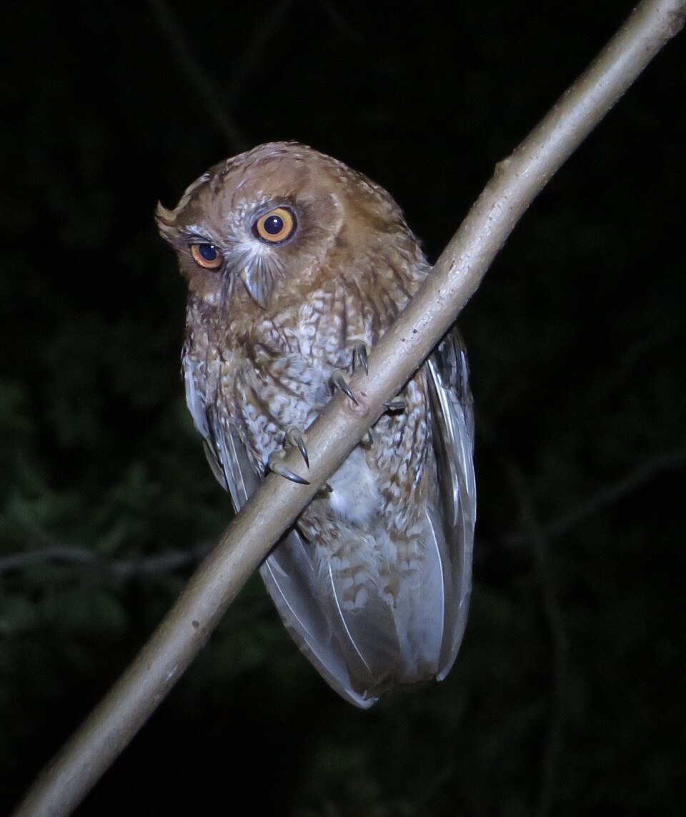 Puerto Rican Owl
