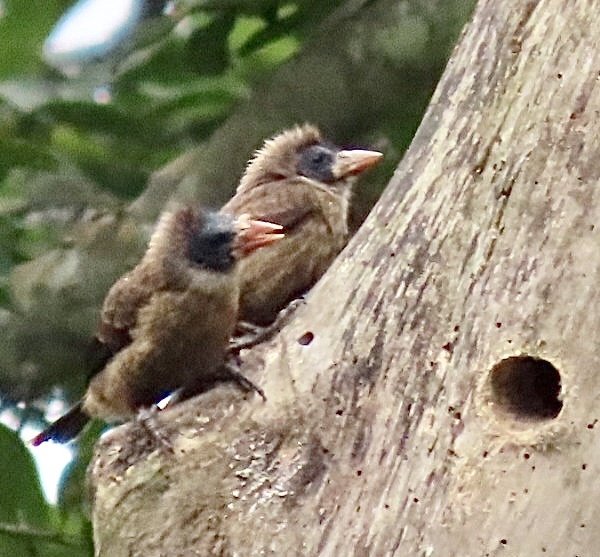 Naked-faced Barbet