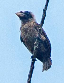 Bristle-nosed Barbet