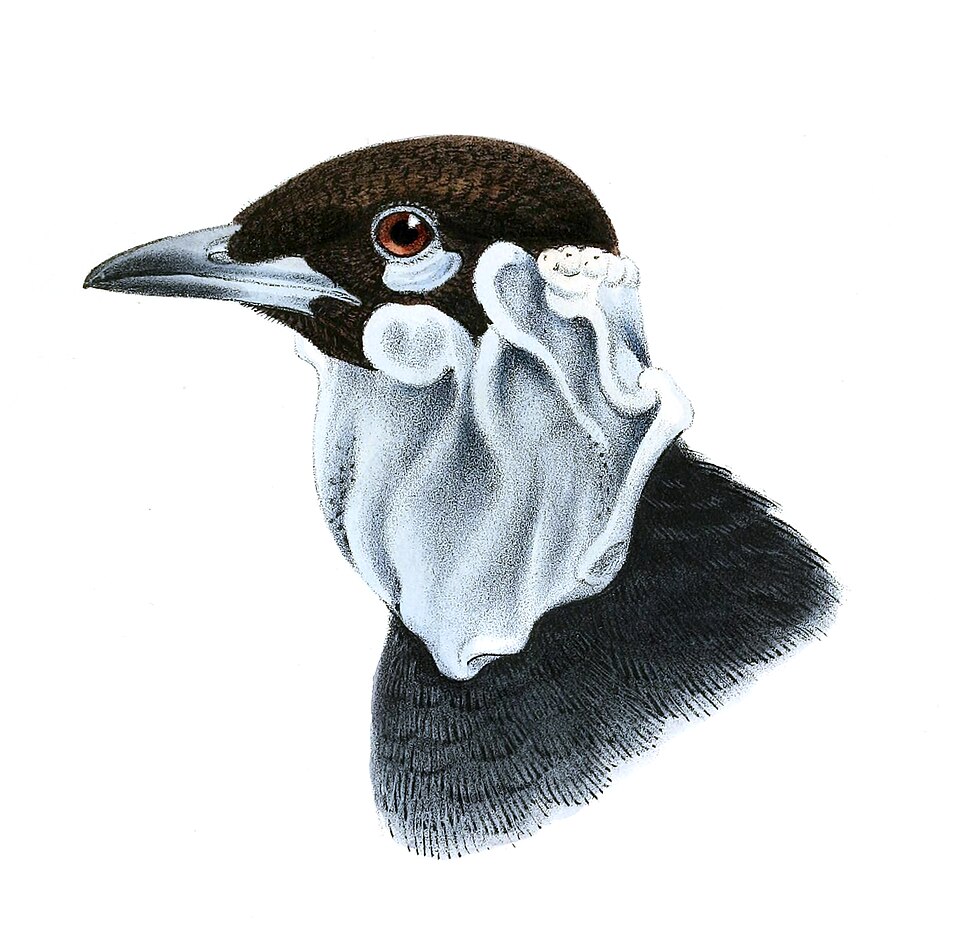 Bare-necked Fruitcrow