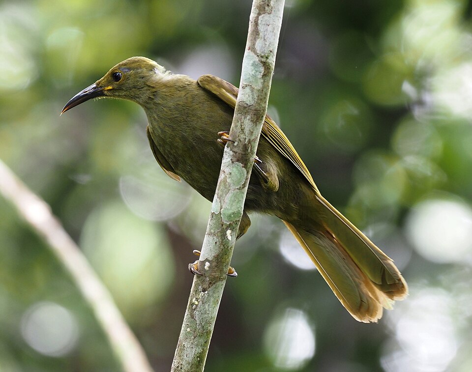 Giant Honeyeater