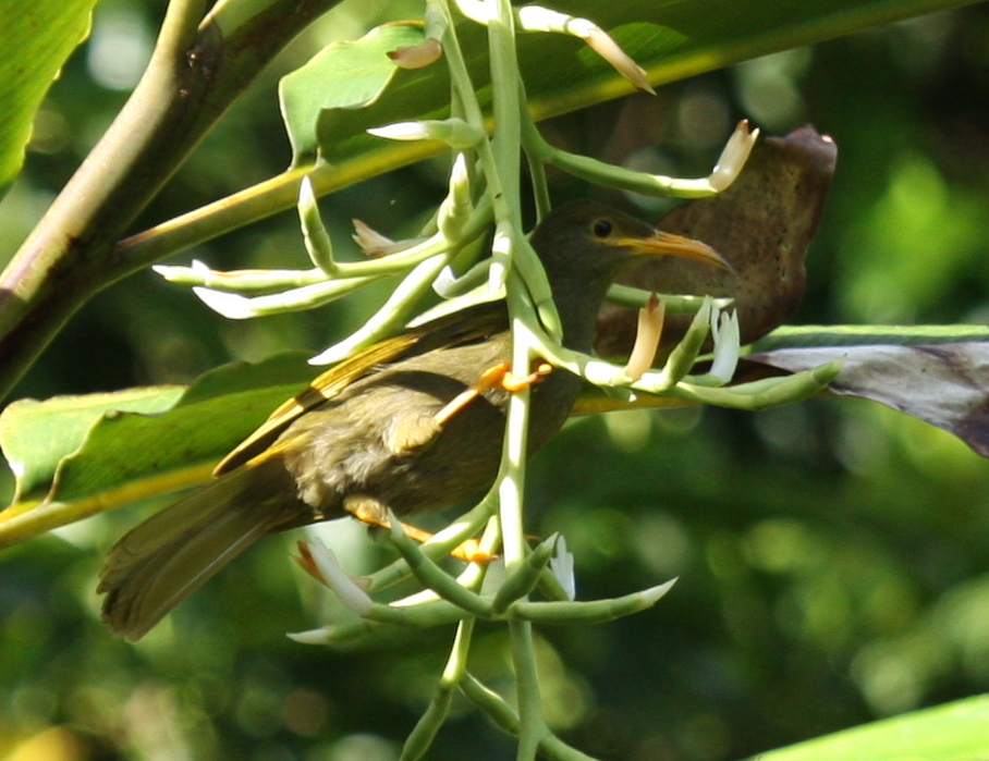 Yellow-billed Honeyeater