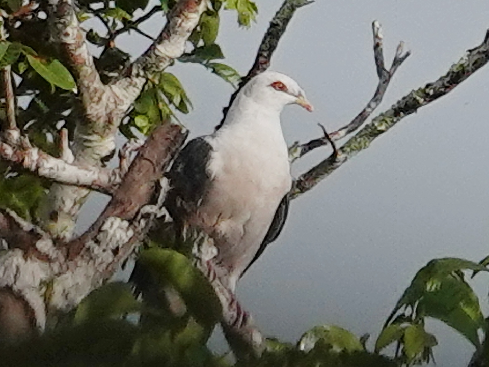 Pale Mountain Pigeon