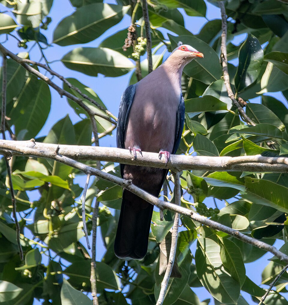 Seram Mountain Pigeon