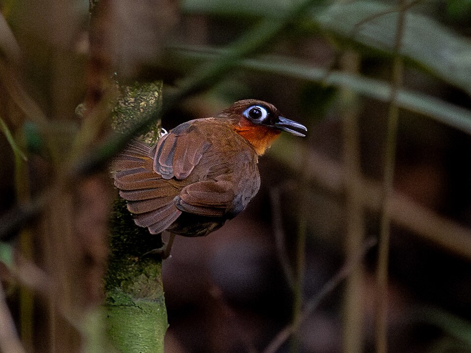 Rufous-throated Antbird