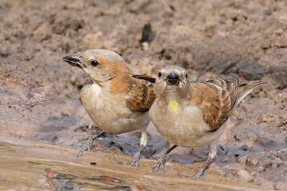 Sahel Bush Sparrow