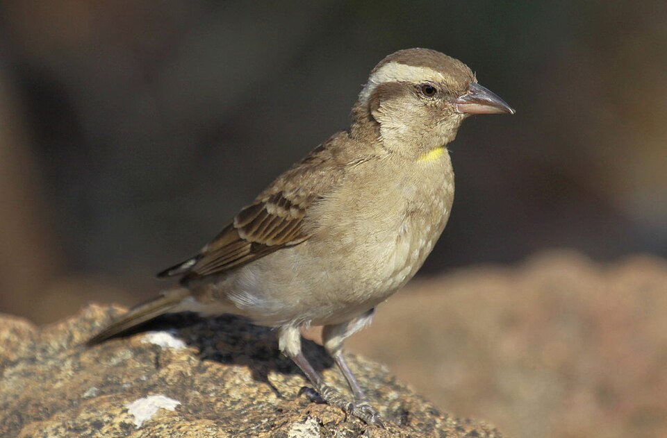 Yellow-throated Bush Sparrow