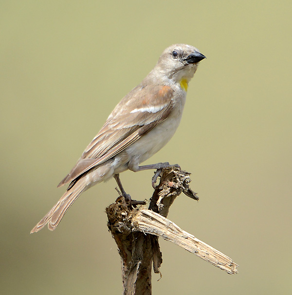 Yellow-throated Sparrow
