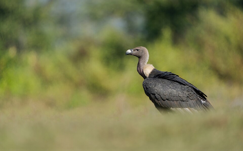 White-rumped Vulture