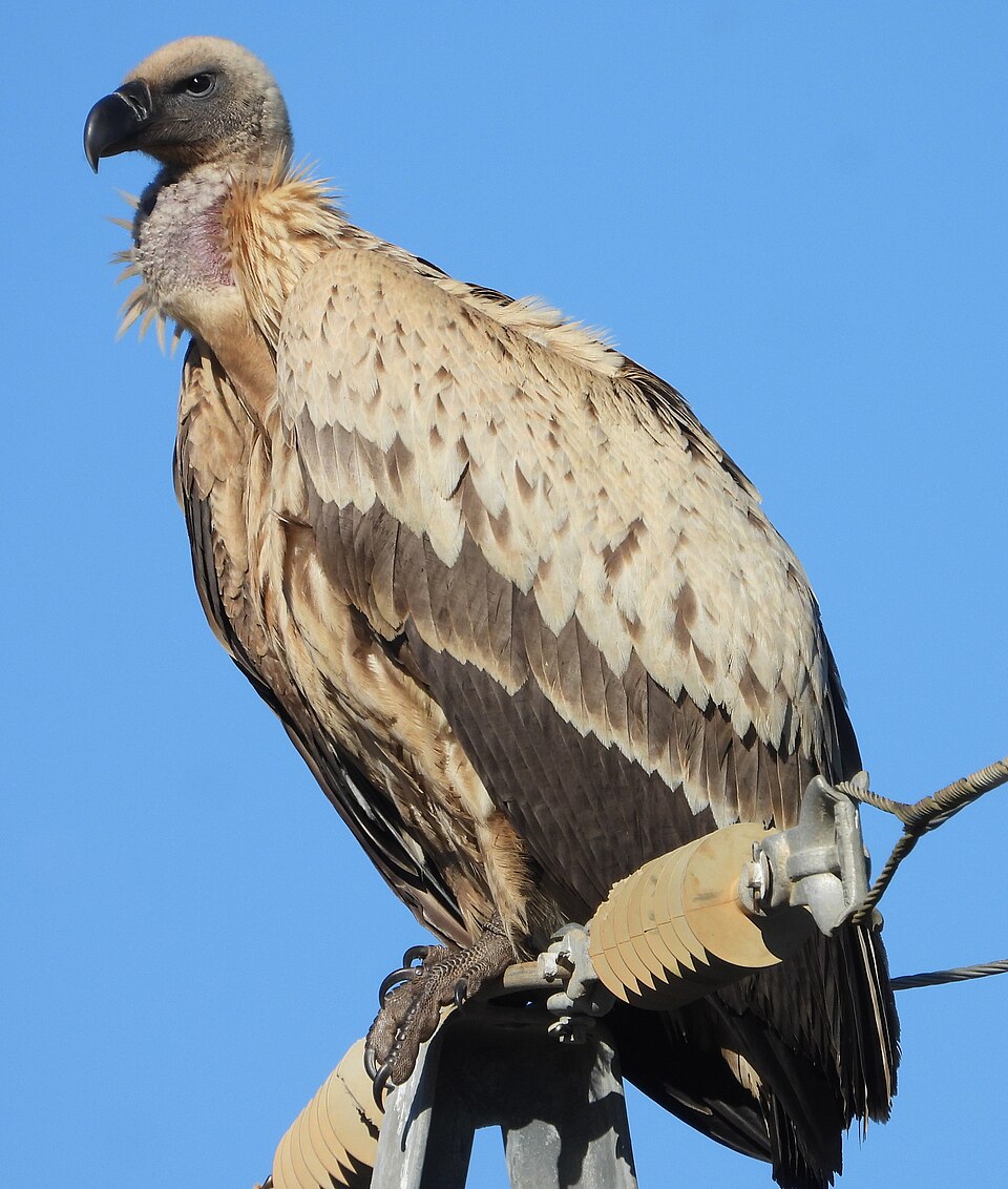 Cape Vulture
