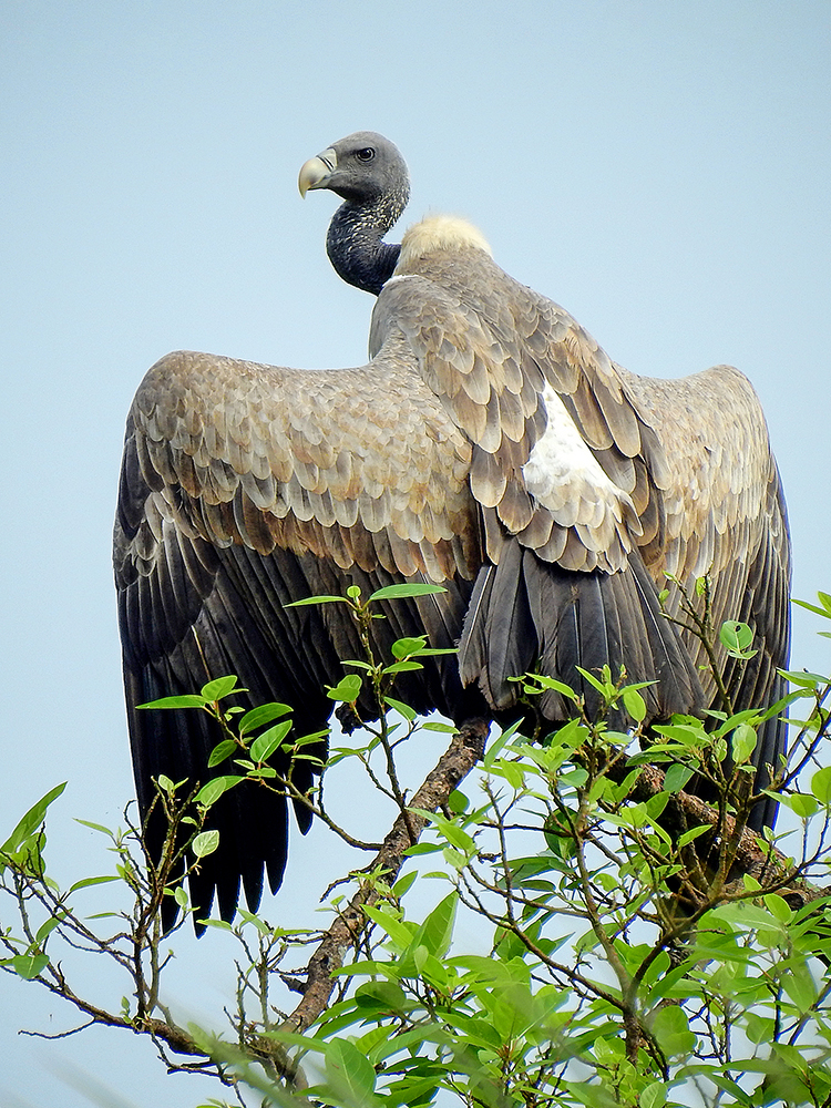 Indian Vulture