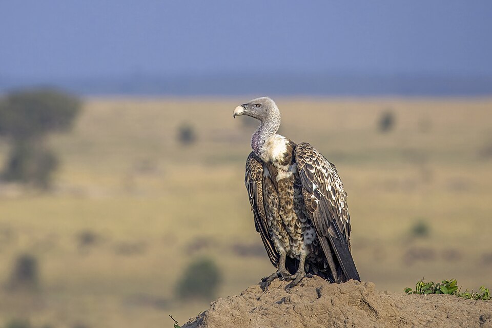 Rüppell's Vulture