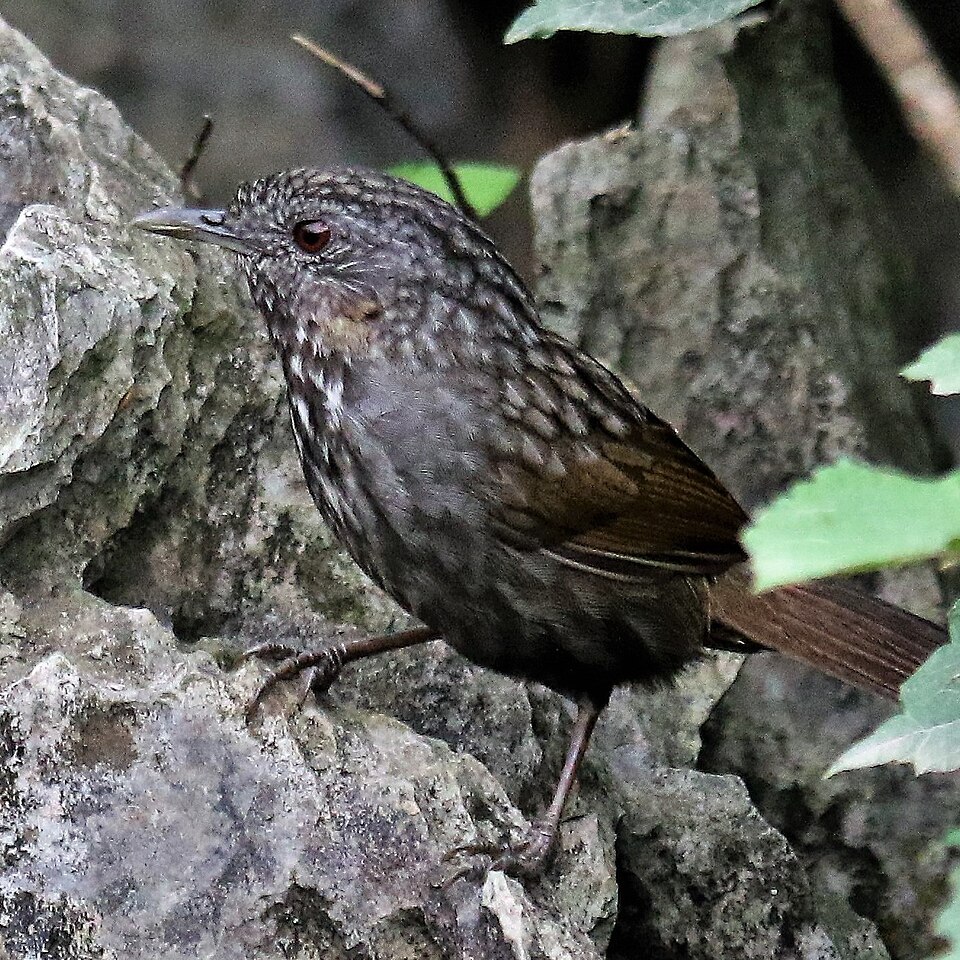 Annam Limestone Babbler