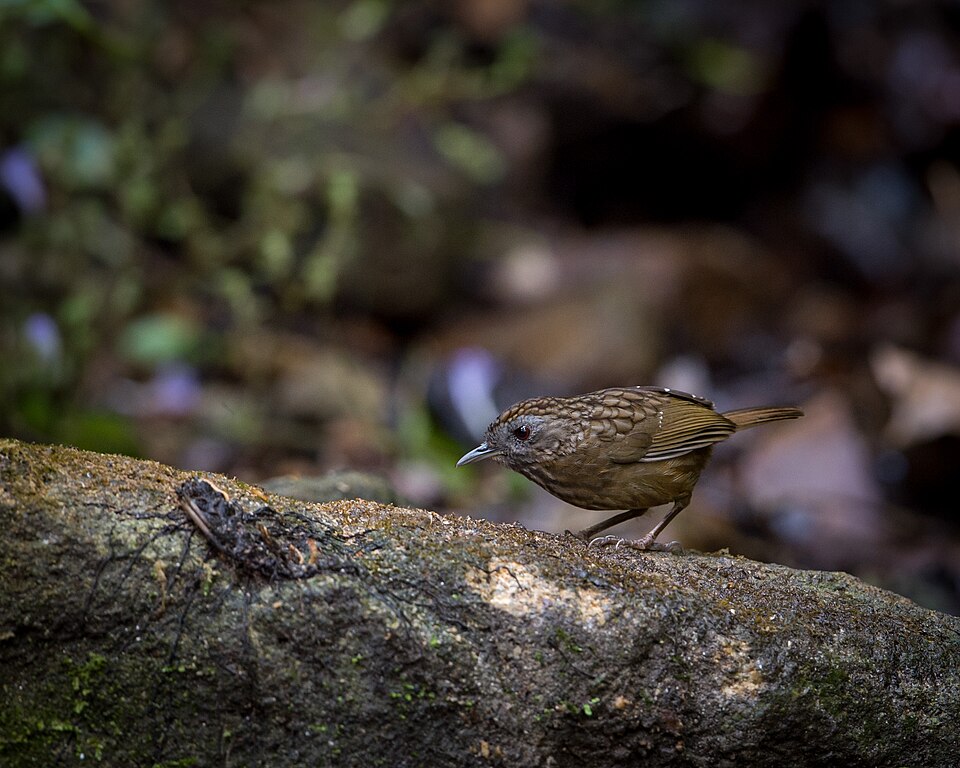 Streaked Wren-Babbler