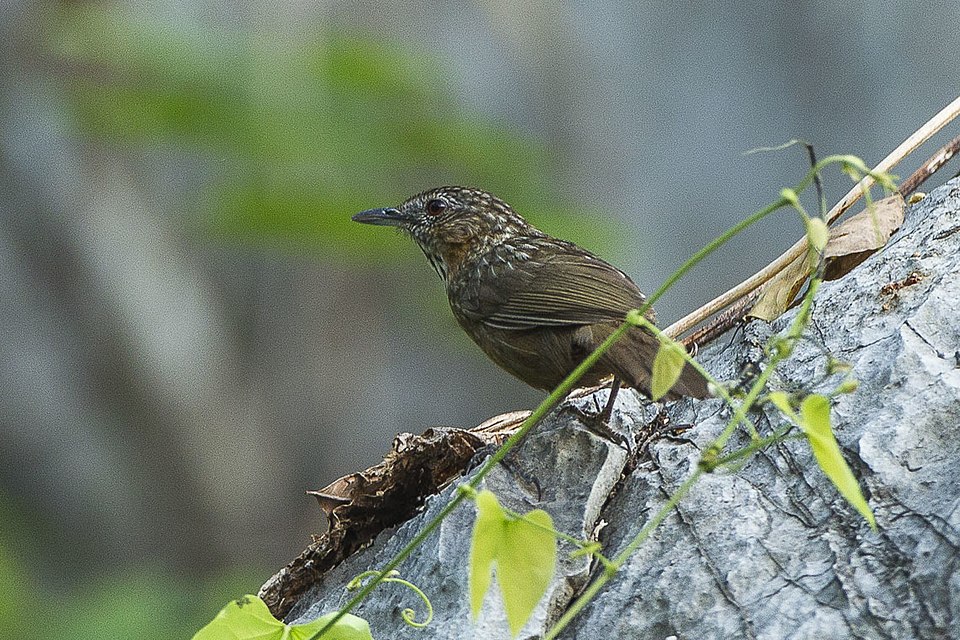 Rufous Limestone Babbler