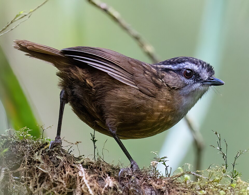 Mountain Wren-Babbler