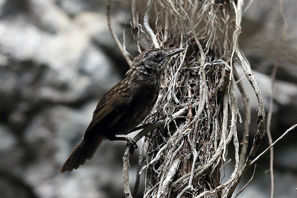 Variable Limestone Babbler